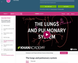 The lungs and pulmonary system