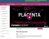 Healthcare and Medicine - Fetal Circulation: Meet the Placenta