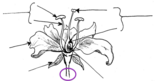 Structures of Flowering Plants Review