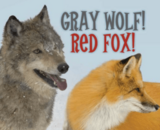 Gray Wolf Red Fox