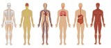 Human Body Systems (5th)