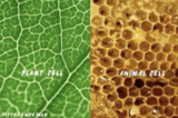 Plant and Animal Cells - Blended Learning Playlist Lesson