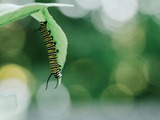 A Caterpillar Eats Through the Week