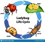 Animal Life Cycles (2nd)
