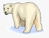Polar Bear Study
