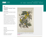 NC Museum of Art Lesson: Audubon Animal Track Triptych