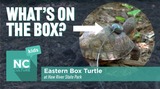 NC Culture Kids - Haw River State Park: Eastern Box Turtle