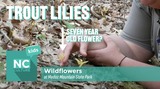 NC Culture Kids - Medoc Mountain State Park: Wildflowers