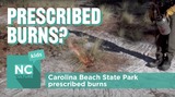 NC Culture Kids - Carolina Beach State Park: Prescribed Burns