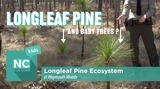 NC Culture Kids - Weymouth Woods and the Longleaf Pine Ecosystem