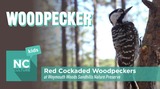 NC Culture Kids: Weymouth Woods and the Red Cockaded Woodpecker