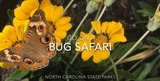Go on a Bug Safari - North Carolina State Parks