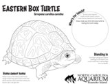 Eastern Box Turtle Coloring Page and Fact Sheet