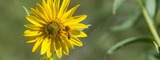 Zoo EDventures: Honey Bees