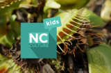 NC Culture Kids - Carolina Beach State Park: Rare Plants with Unusual Adaptations