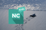 NC Culture Kids - Baby Sea Turtles Hatching