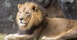 Zoo EDventures: Lion