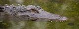 Zoo EDventures: Alligator Feeding