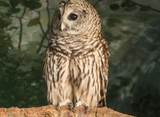 Zoo EDventures: Owls