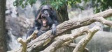 Zoo EDventures: Chimp
