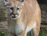 Zoo EDventures: Cougars 2