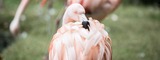 Zoo EDventures: Flamingo