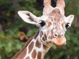 Zoo EDventures: Giraffes
