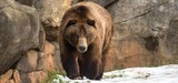 Zoo EDventures: Brown Bear Habitat Renovation
