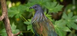 Zoo EDventures: Aviary Bird Feeding