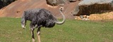 Zoo EDventures: Ostrich