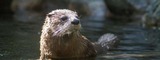 Zoo EDventures: North American River Otter