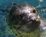 Zoo EDventures: Seals