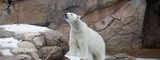 Zoo EDventures: Polar Bear
