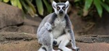 Zoo EDventures: Lemurs