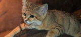 Zoo EDventures: Sand Cats