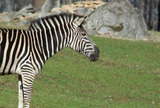 Zoo EDventures: Zebra