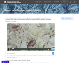 Ocean Acidification and Eggshells