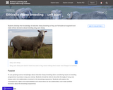Ethics in Sheep Breeding - Unit Plan