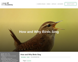 How and Why Birds Sing