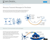 Neurons Transmit Messages in the Brain