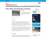 How a Blue Crab Changes as It Grows