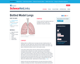Bottled Model Lungs