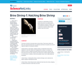 Brine Shrimp 1: Hatching Brine Shrimp