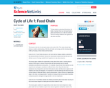 Cycle of Life 1: Food Chain