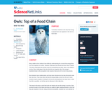 Owls: Top of a Food Chain