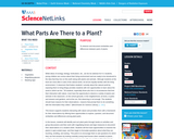 What Parts Are There to a Plant?