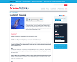 Dolphin Brains