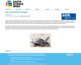 Sea Level and the Terrapin