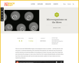 Microorganisms on the Move