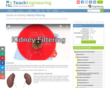 Kidney Filtering